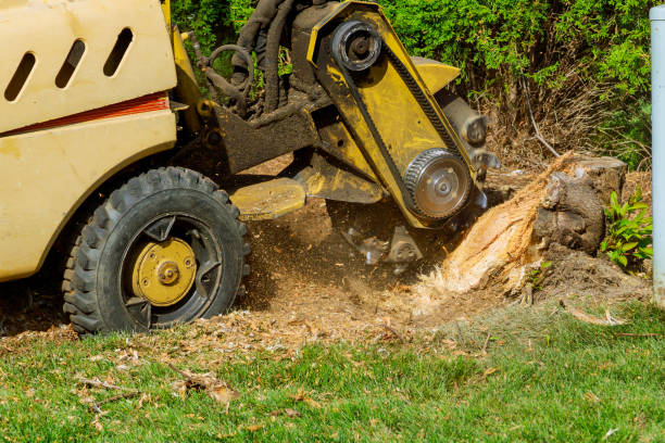 Best Tree Disease Treatment  in Federal Heights, CO