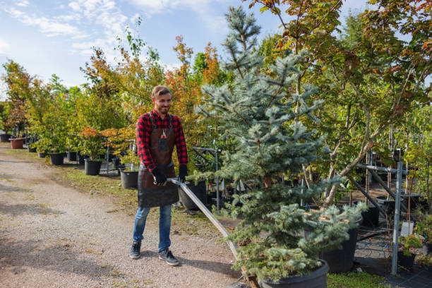 Best Tree and Shrub Care  in Federal Heights, CO